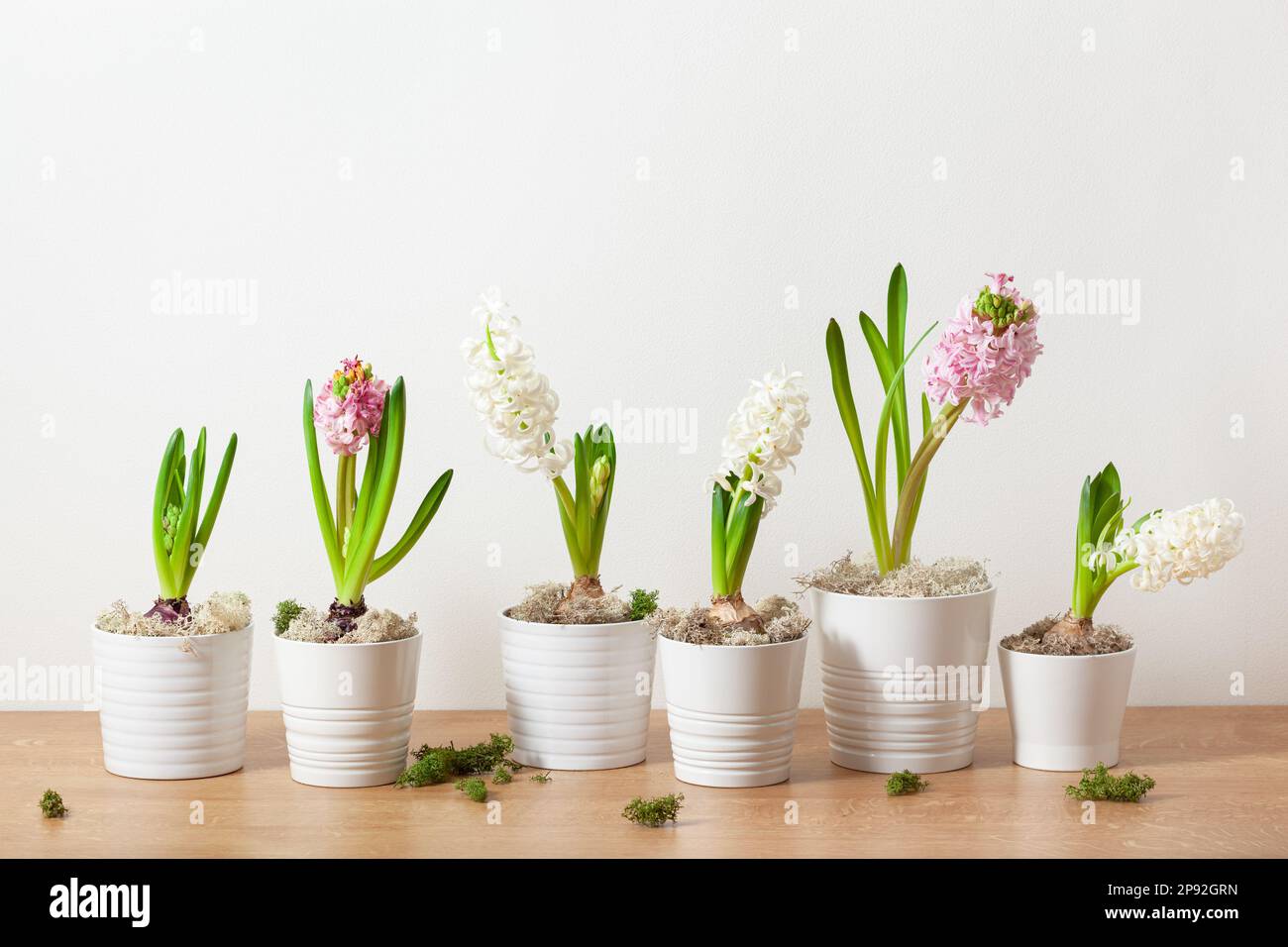 bianco rosa giacinto tradizionale inverno natale o fiore di primavera Foto Stock