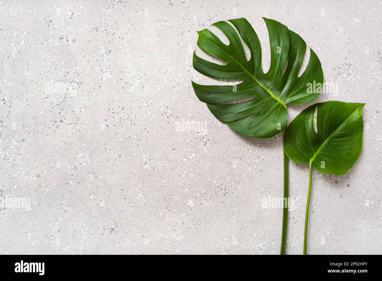 pianta tropicale foglia monstera su sfondo grigio Foto Stock