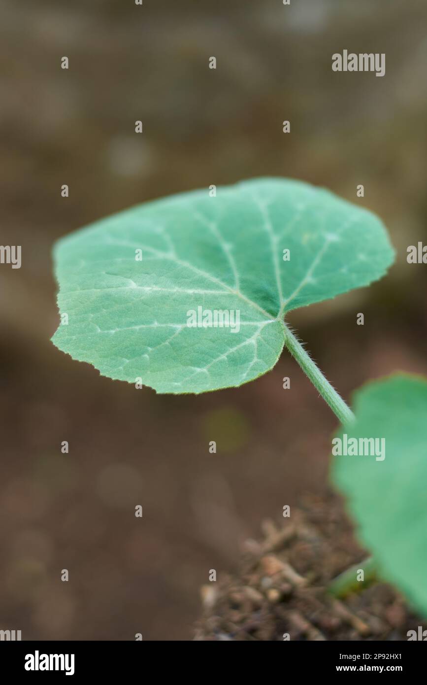 giovane pianta di zucca che esplica di nuova crescita, aka cucurbita pepo coltivato per il suo frutto commestibile, fuoco selettivo con abbondanza di spazio di copia Foto Stock