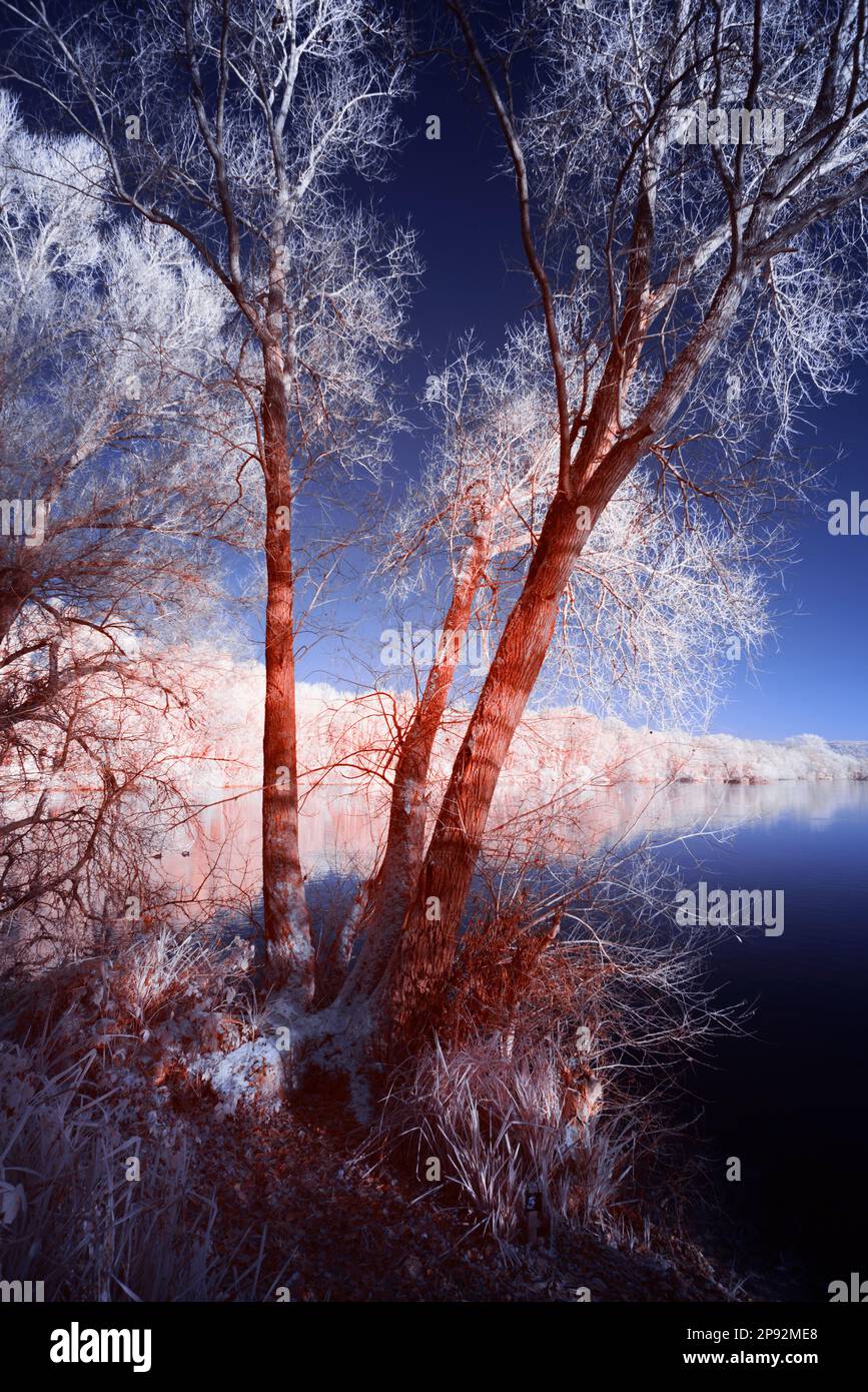 Foglie autunnali che riflettono il calore in condizioni di luce infrarossa e quindi appaiono bianche, le aree assorbenti sono più scure, colorate per dare il cielo blu Foto Stock