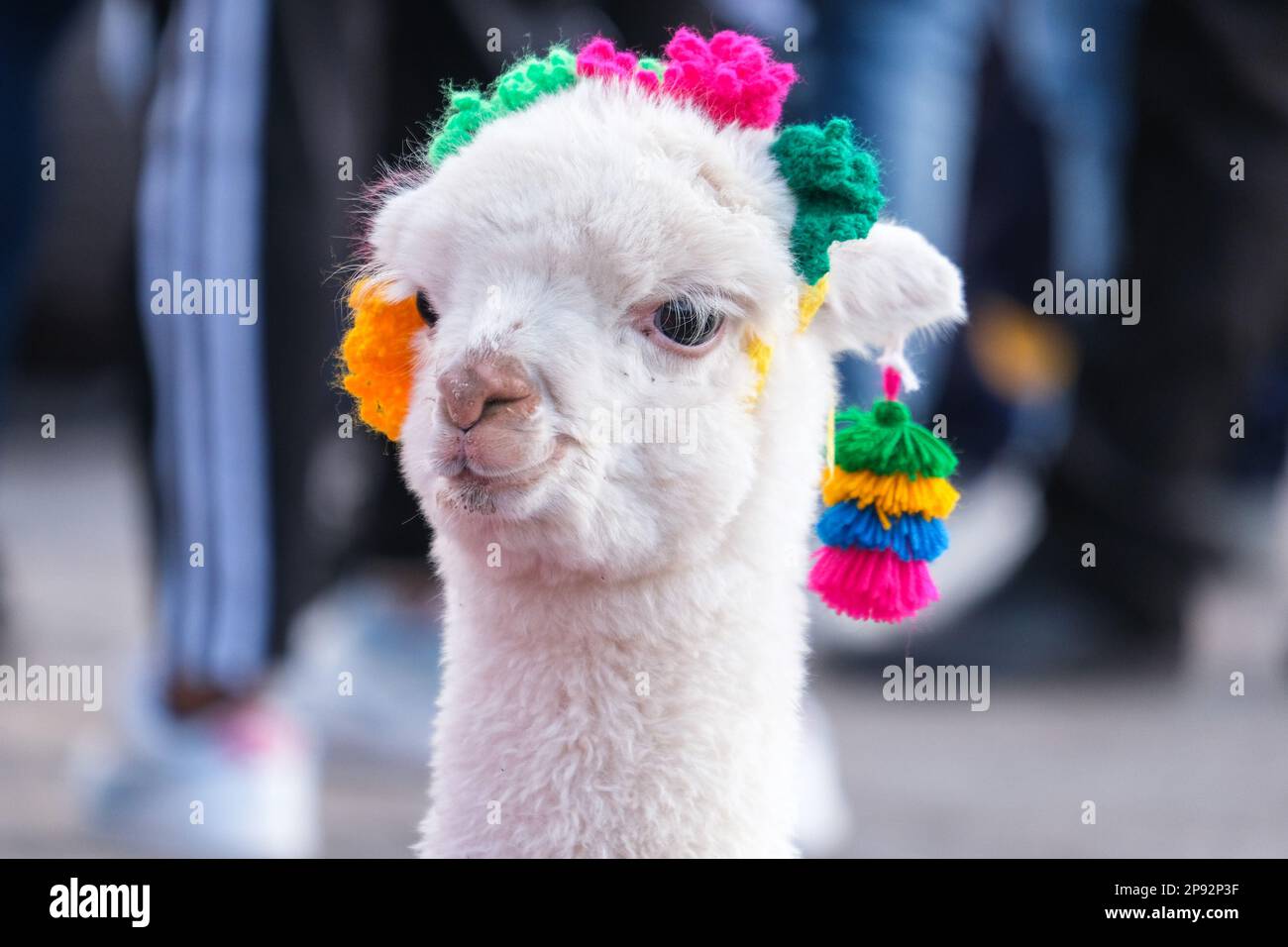 Primo piano testa alpaca bambino bianco con maglieria colorata. Messa a fuoco selettiva. Foto Stock