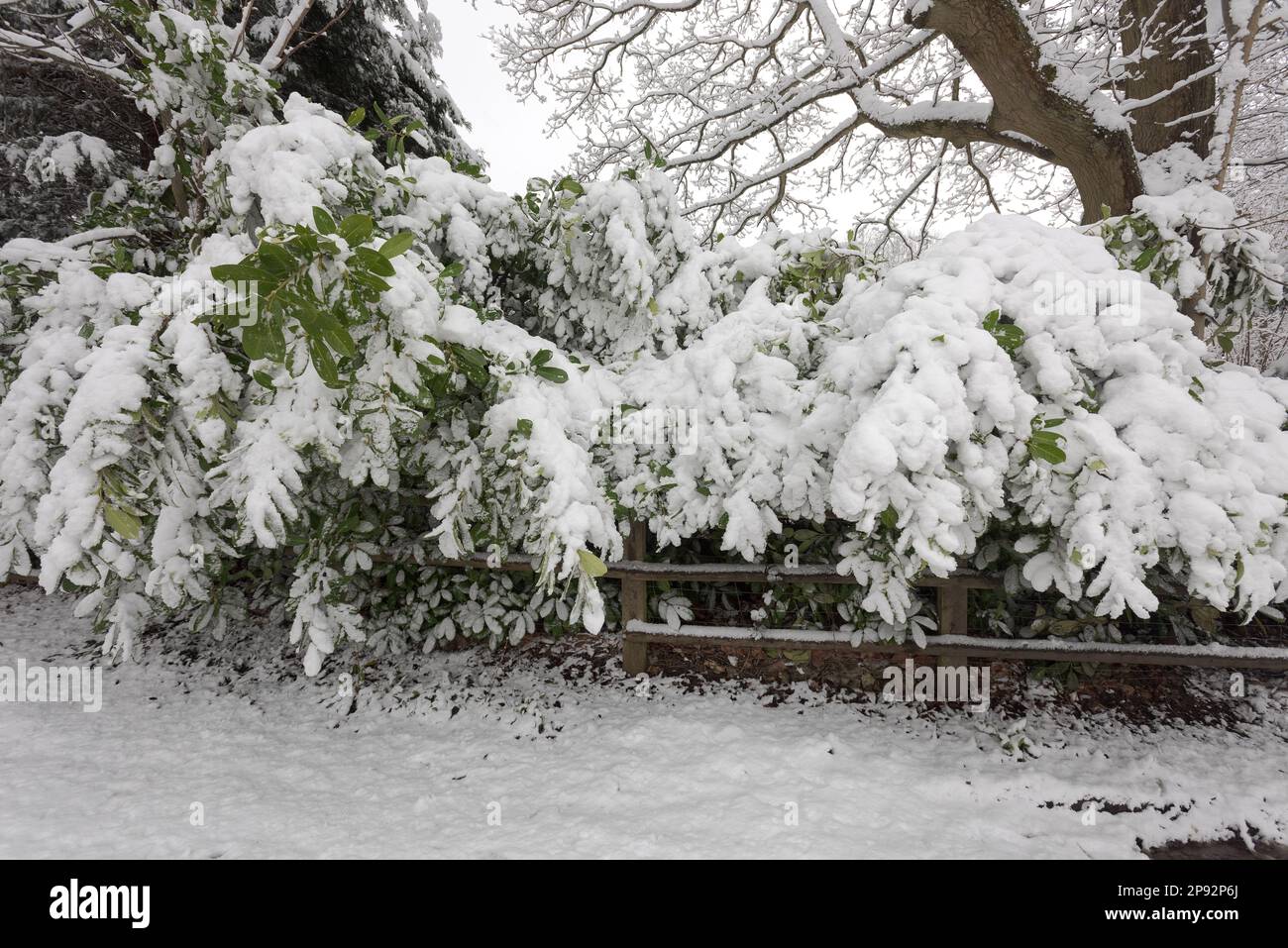 Forte nevicata rivestita sulla siepe alloro che lo fa cadere e se la neve non si stacca può causare danni allo stelo piegato, collasso o collasso Foto Stock