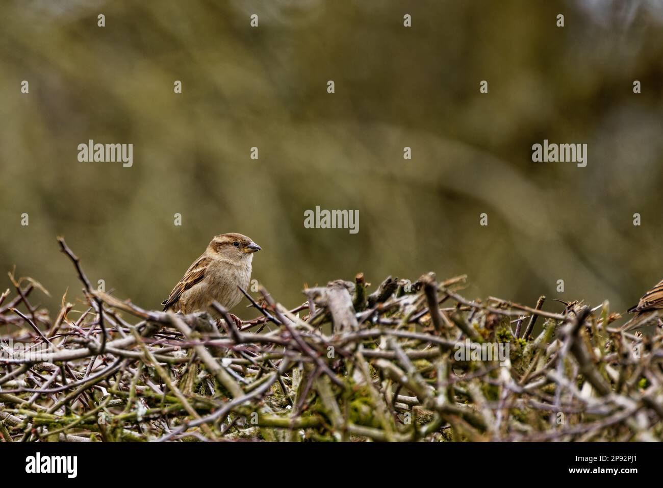 Passero di Casa femmina (Passer domesticus) arroccato su siepe Foto Stock
