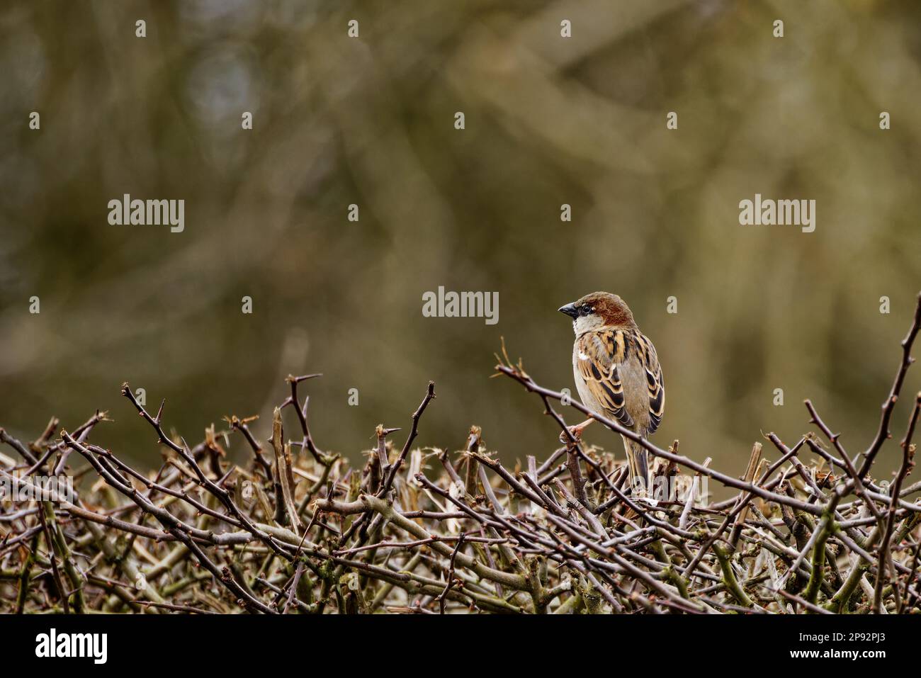 Passero di Casa maschio (Passer domesticus) arroccato su siepe Foto Stock