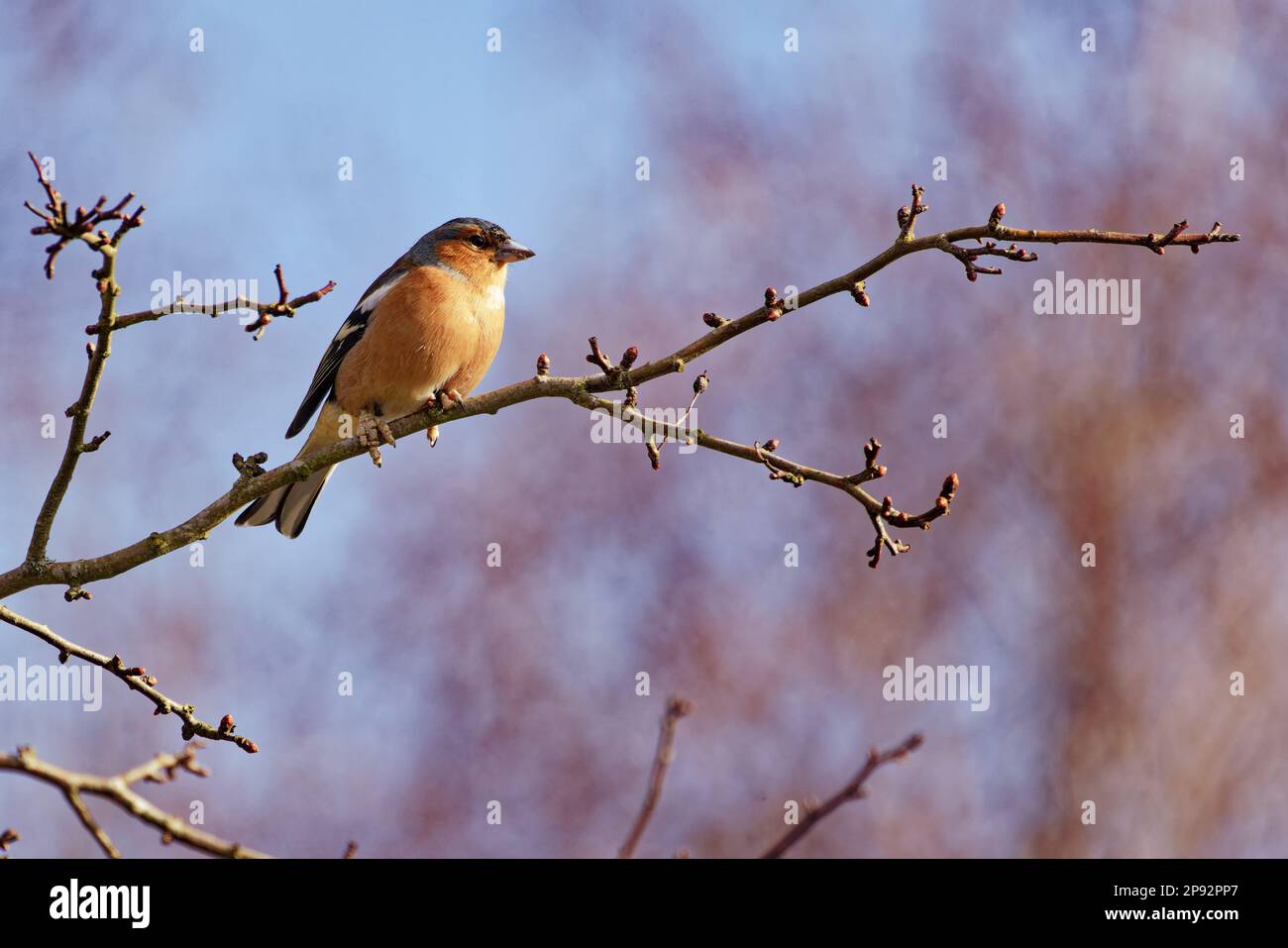 Maschio Chaffinch (Fringilla coelebs) arroccato sul ramo Foto Stock