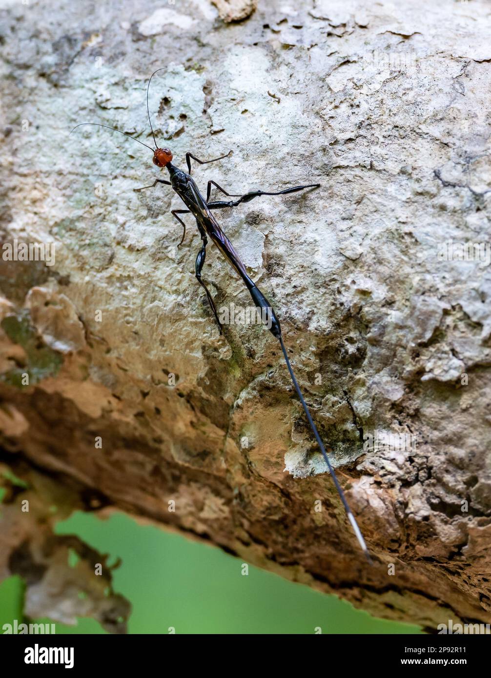 Primo piano di una corona di spine bicolore Wasp (Megischus bicolore) con ovipositor estrodinarmente lungo per la deposizione delle uova nelle larve di coleotteri. Thailandia. Foto Stock