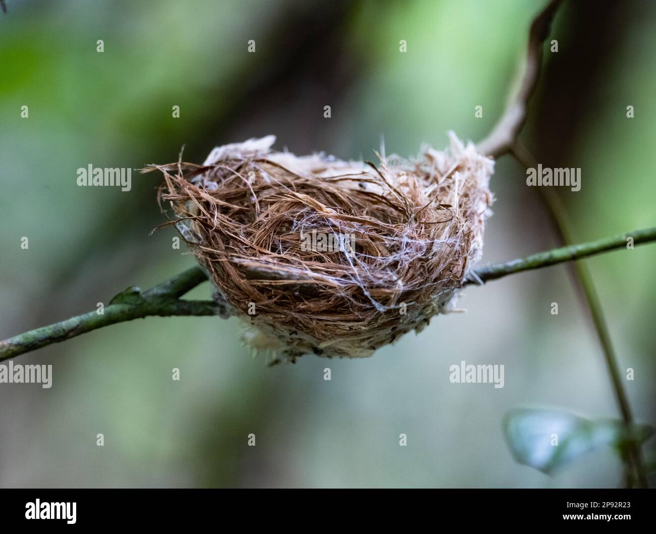 Un nido di uccello delicatamente costruito su un ramo. Thailandia. Foto Stock