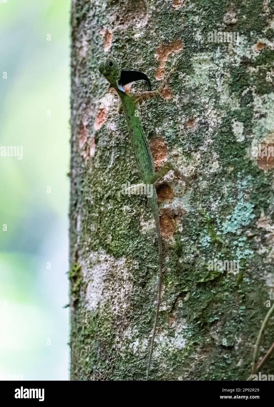 Un drago volante dalla spanna nera (Draco melanopogon) su un tronco d'albero. Parco Nazionale di Tai Rom Yen, Thailandia. Foto Stock