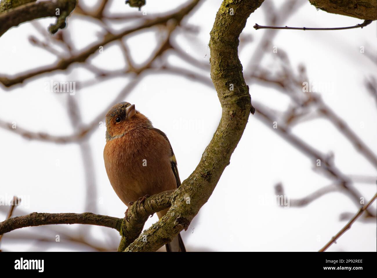 Maschio Chaffinch (Fringilla coelebs) sul ramo dell'albero Foto Stock