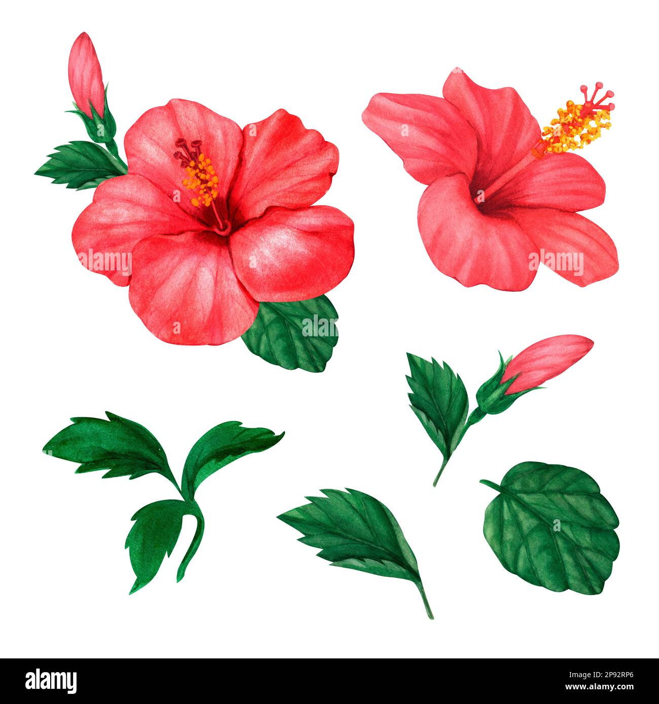 Set floreale rosso hibiscus disegno acquerello disegnato a mano. Perfetto per cartoline, cartoline, tag, inviti, stampe, avvolgimento, matrimonio. Elemento di progettazione Foto Stock