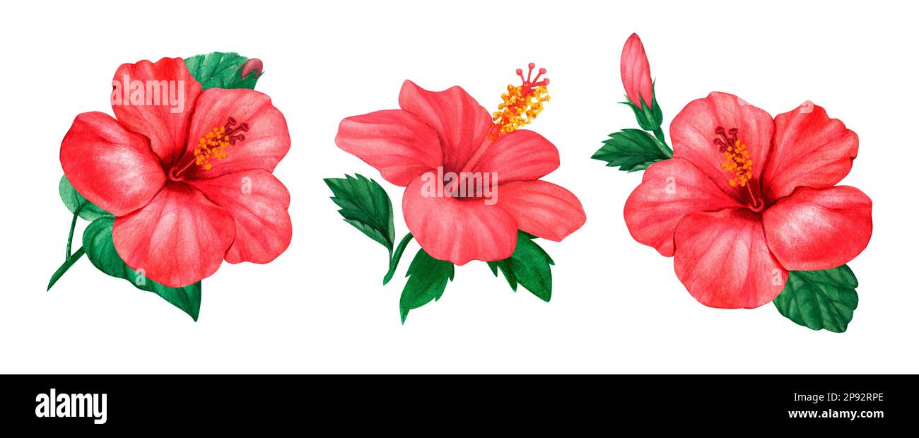 Set floreale rosso hibiscus disegno acquerello disegnato a mano. Perfetto per cartoline, cartoline, tag, inviti, stampe, avvolgimento, matrimonio. Elemento di progettazione Foto Stock