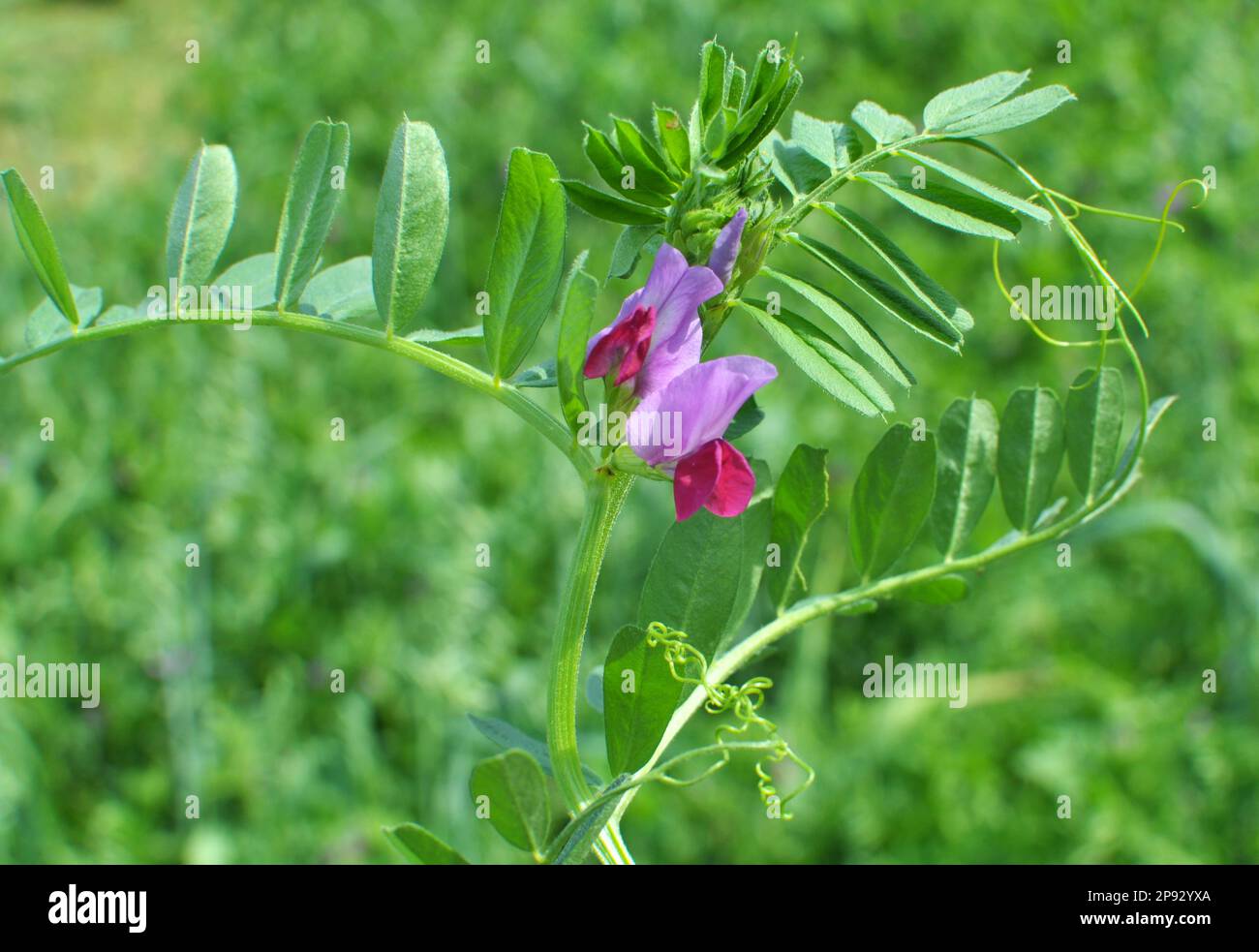 La semina di vecce (Vicia sativa) cresce su un campo agricolo Foto Stock