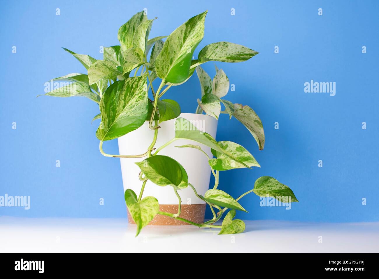 La regina della neve Pothos in una pentola bianca con sfondo blu Foto Stock