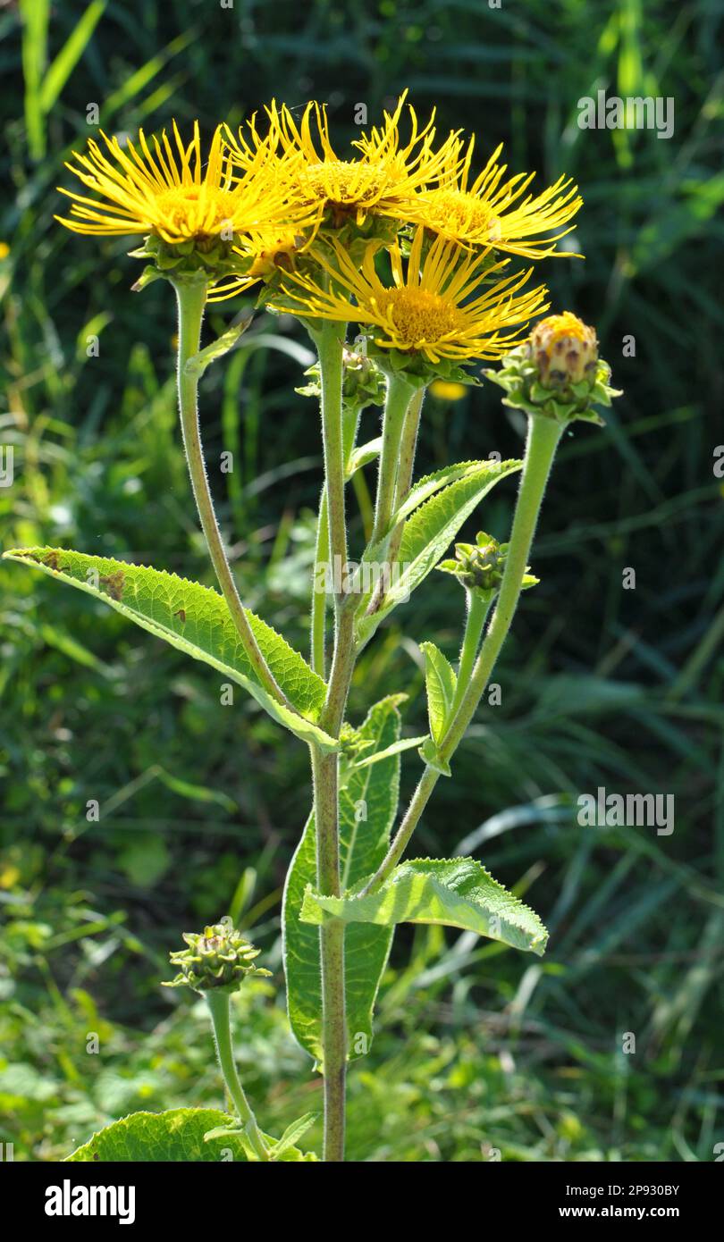 La preziosa pianta medicinale inula elio cresce in natura Foto Stock