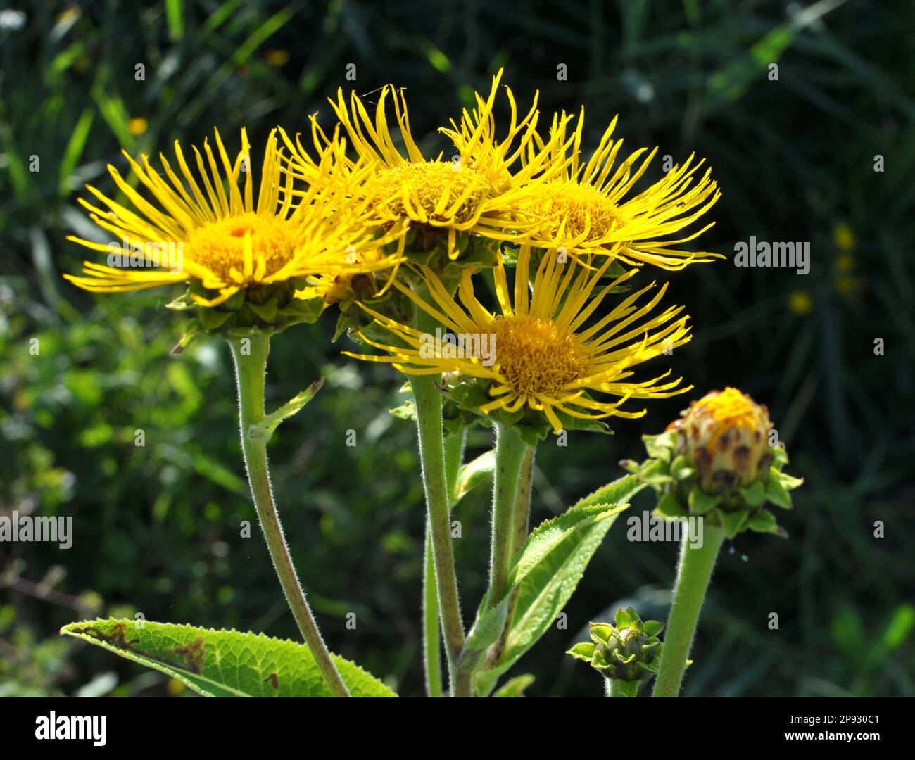 La preziosa pianta medicinale inula elio cresce in natura Foto Stock