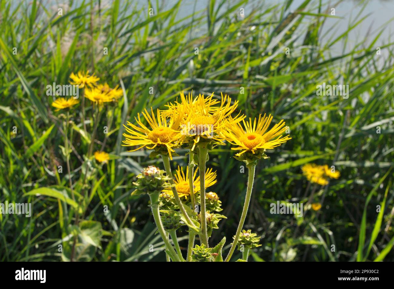 La preziosa pianta medicinale inula elio cresce in natura Foto Stock