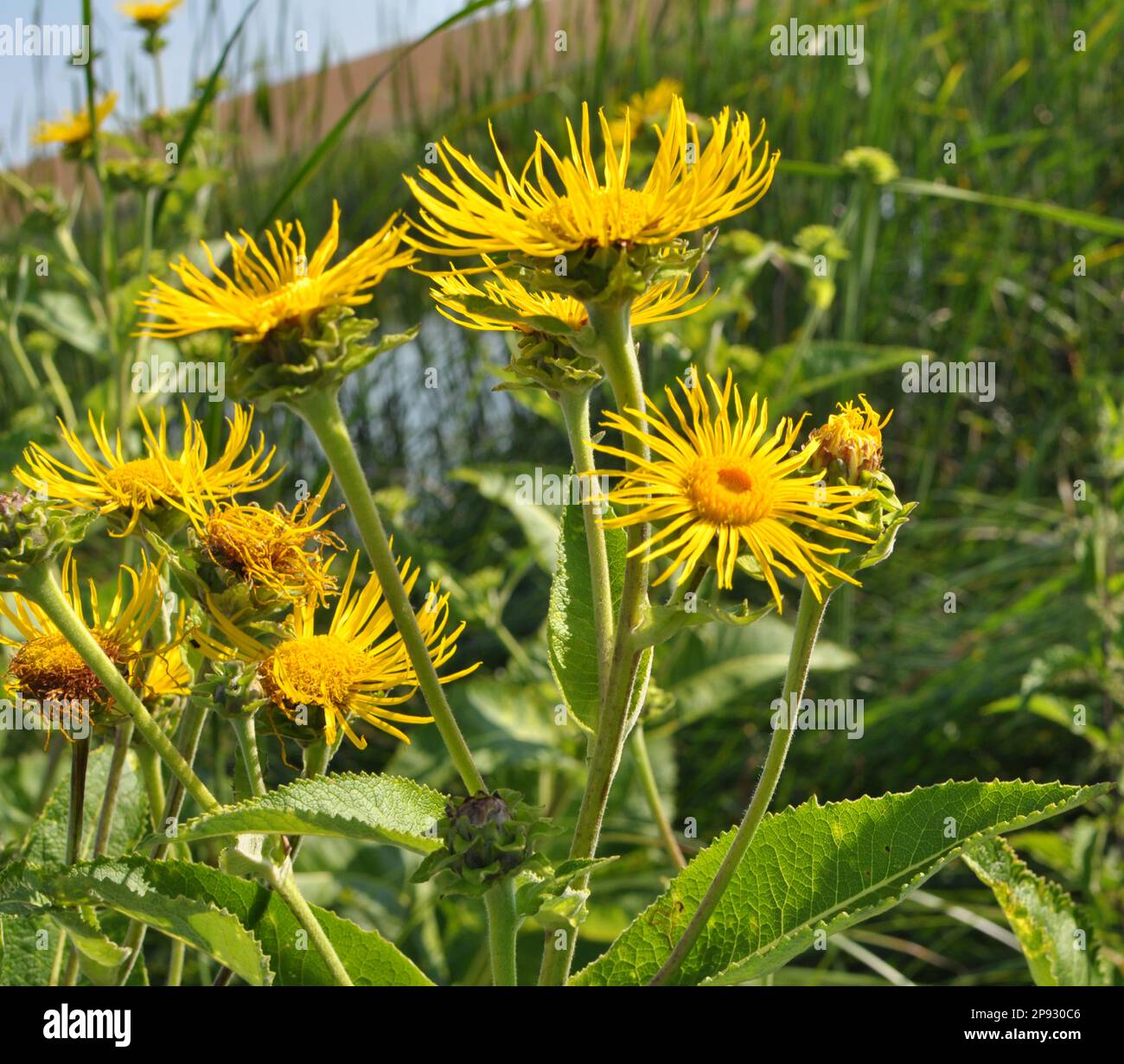 La preziosa pianta medicinale inula elio cresce in natura Foto Stock