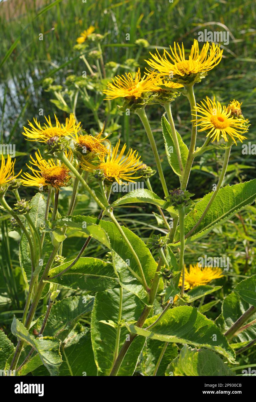 La preziosa pianta medicinale inula elio cresce in natura Foto Stock