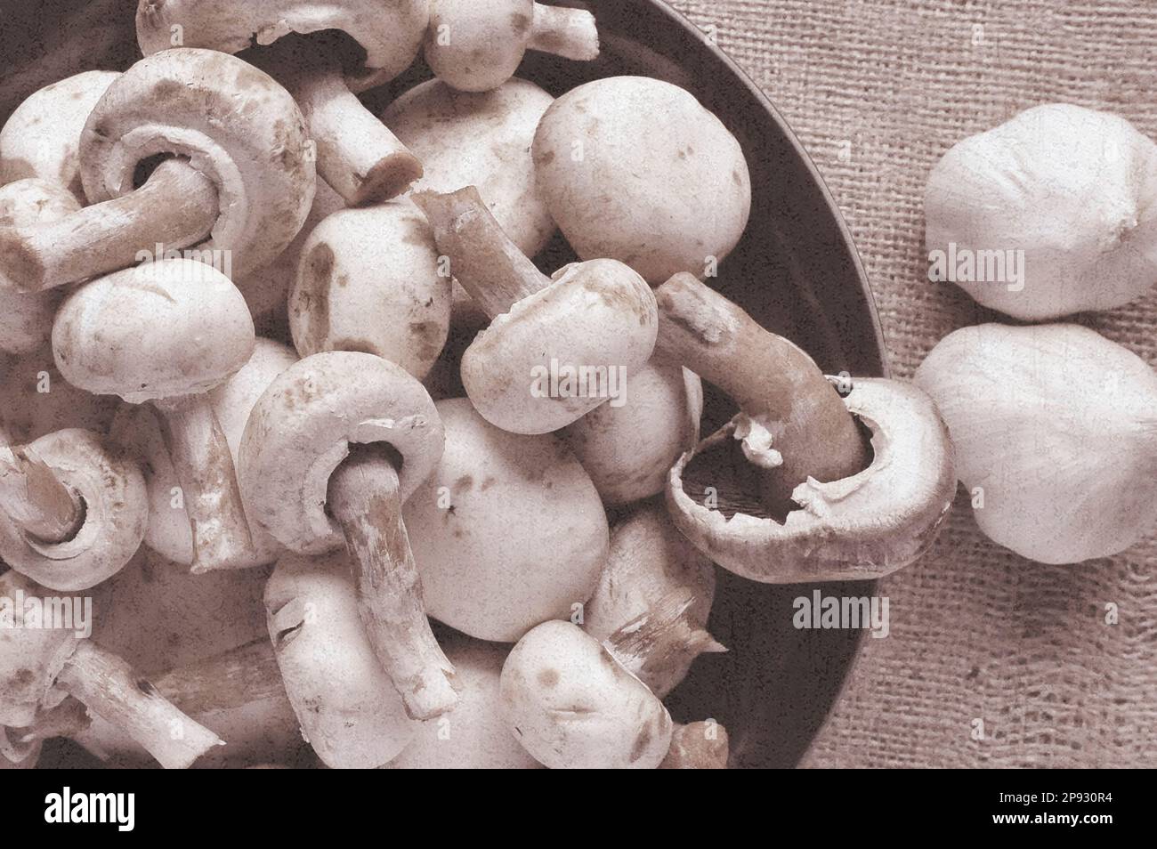 Funghi Champignon anche funghi bottoni bianchi su sfondo di iuta Foto Stock