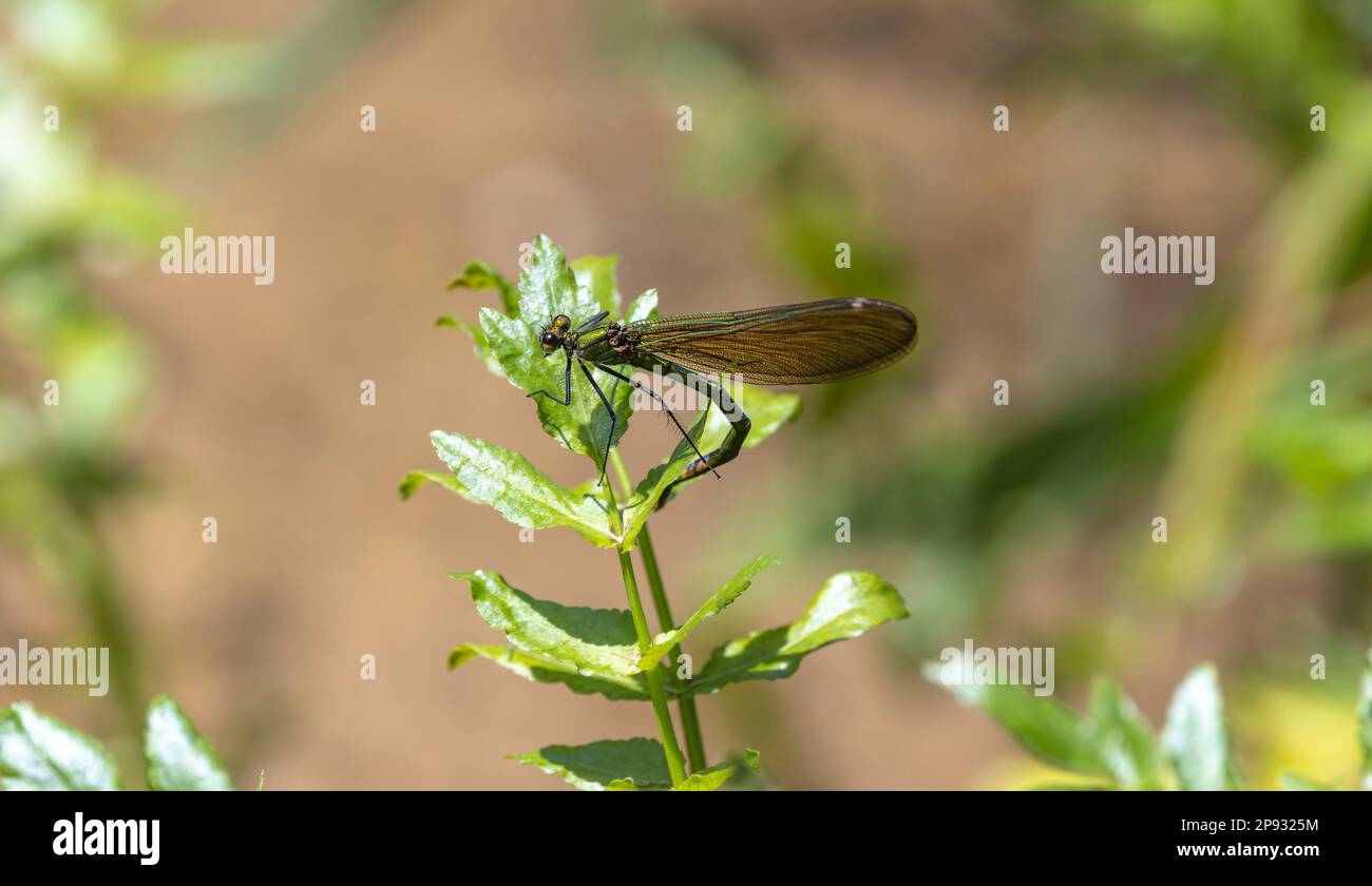 demoiselle a fascia femminile su una foglia Foto Stock