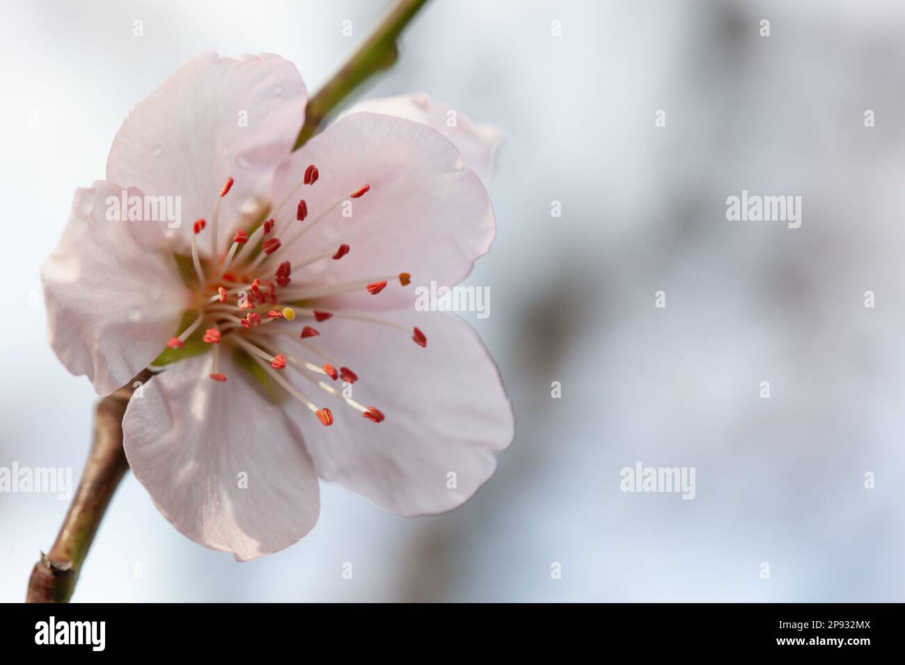 Meteo britannico, Londra, 10 marzo 2023: Quindici minuti dopo una tempesta di grandine, il sole splende sulla fioritura delle mandorle in un giardino a Clapha, Londra sud. Anna Watson/Alamy Live News Foto Stock