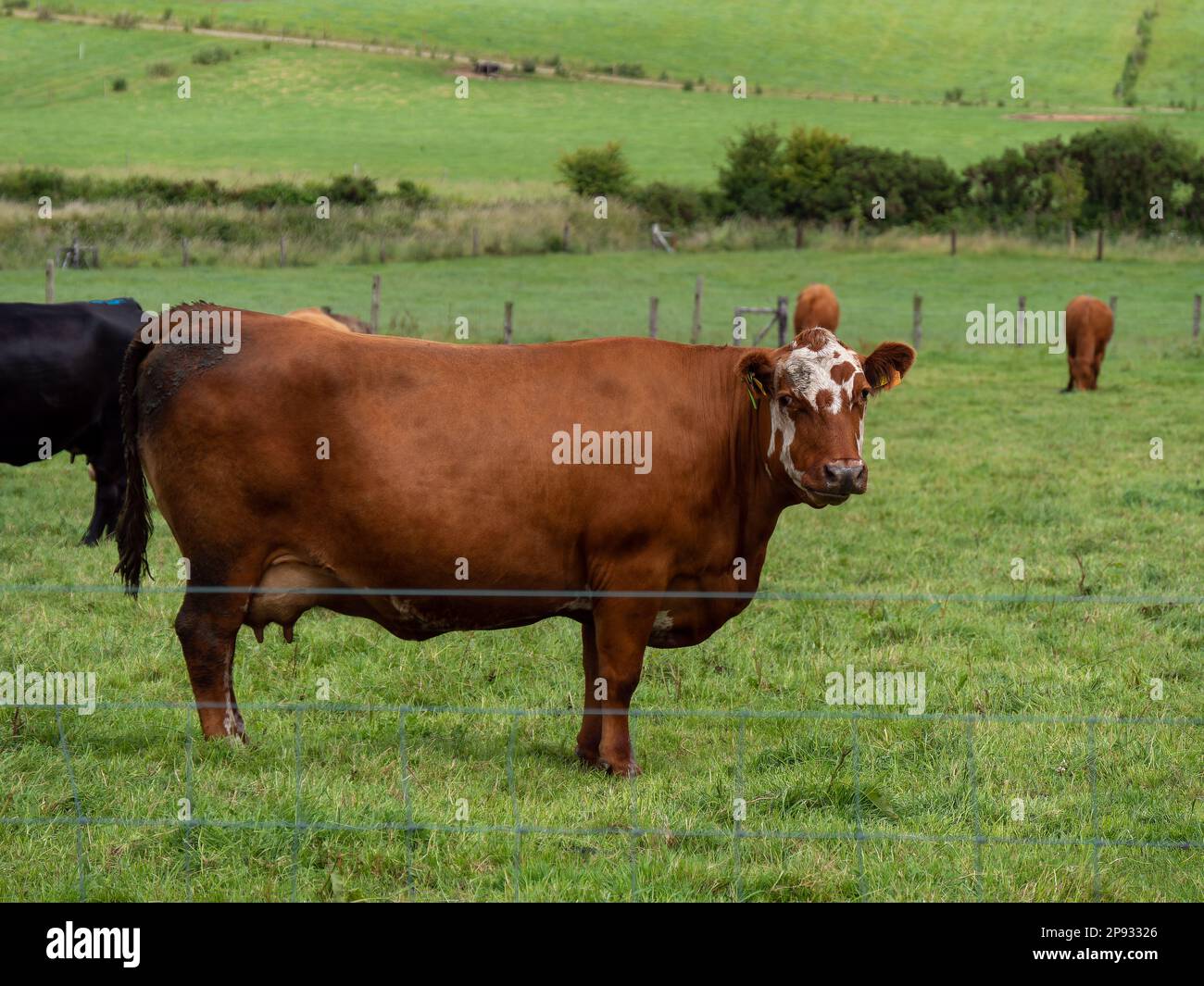 Una mucca su un pascolo d'erba in una giornata d'estate. Bestiame su pascolo libero. Allevamento di bestiame. Paesaggio agricolo, mucca su prato verde. Foto Stock