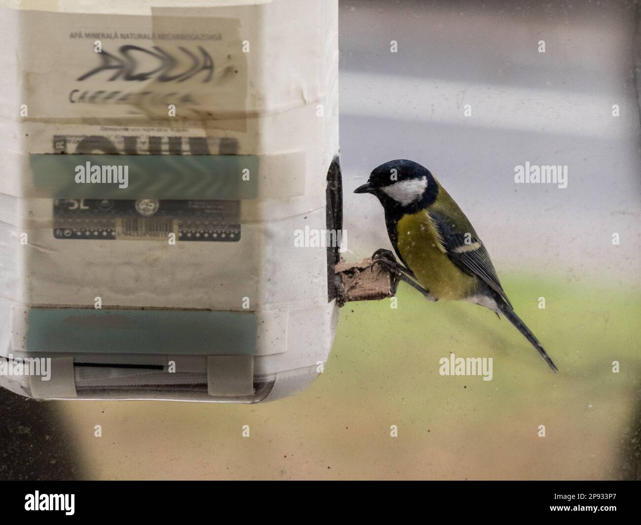 Foto di una Grande Tit (Parus Major) in un alimentatore di finestre in un ambiente urbano. Foto Stock