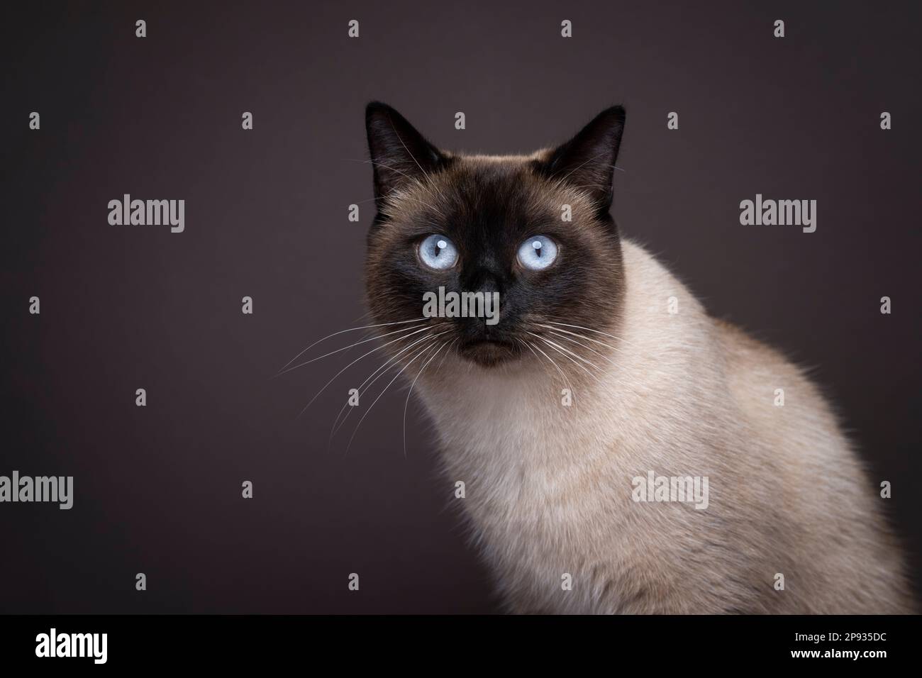 ritratto di gatto siamese con occhio blu su sfondo marrone scuro con spazio di copia a sinistra Foto Stock