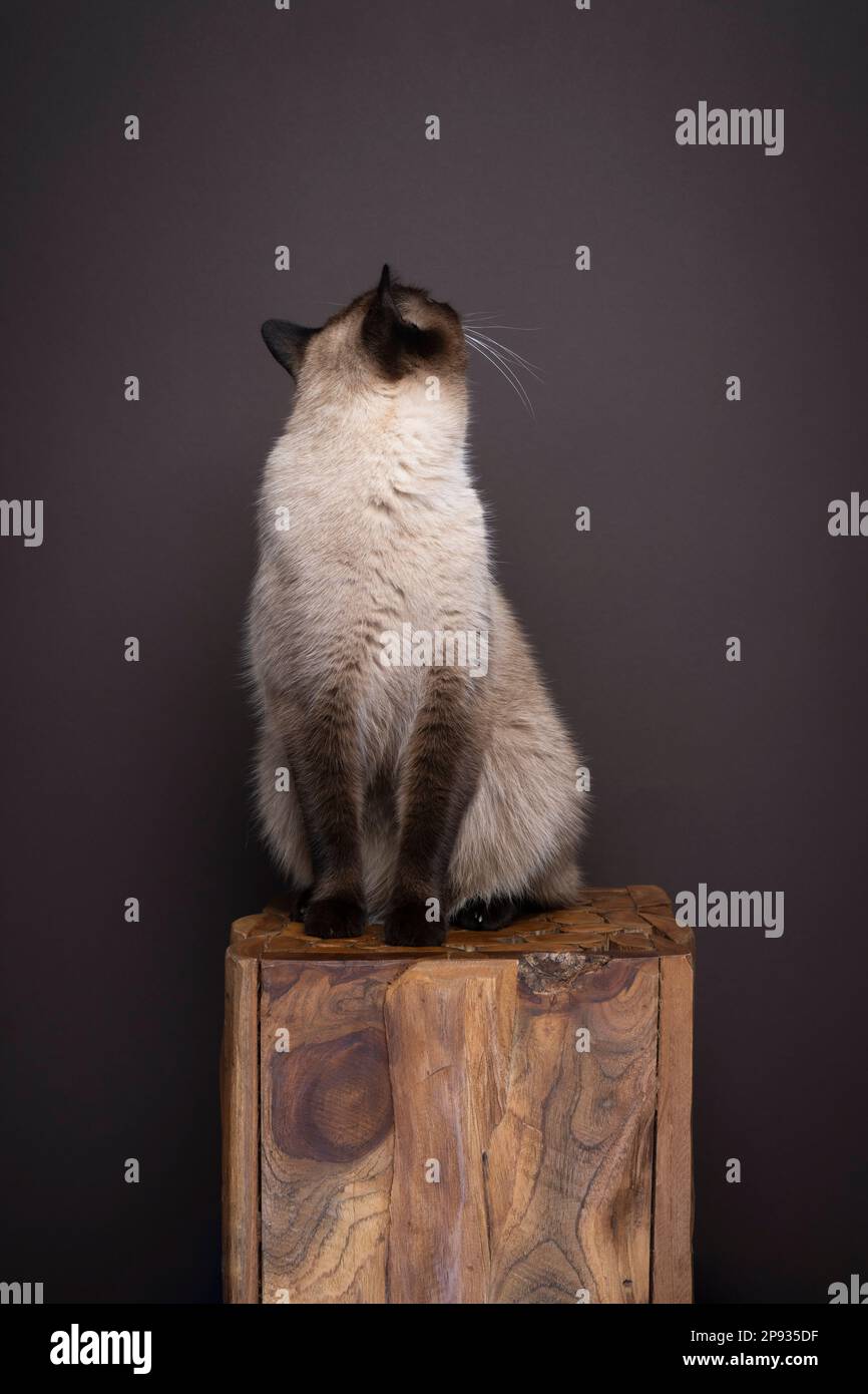 gatto siamese seduta su un log di legno girando la testa intorno guardando lontano da sfondo marrone scuro con spazio copia Foto Stock