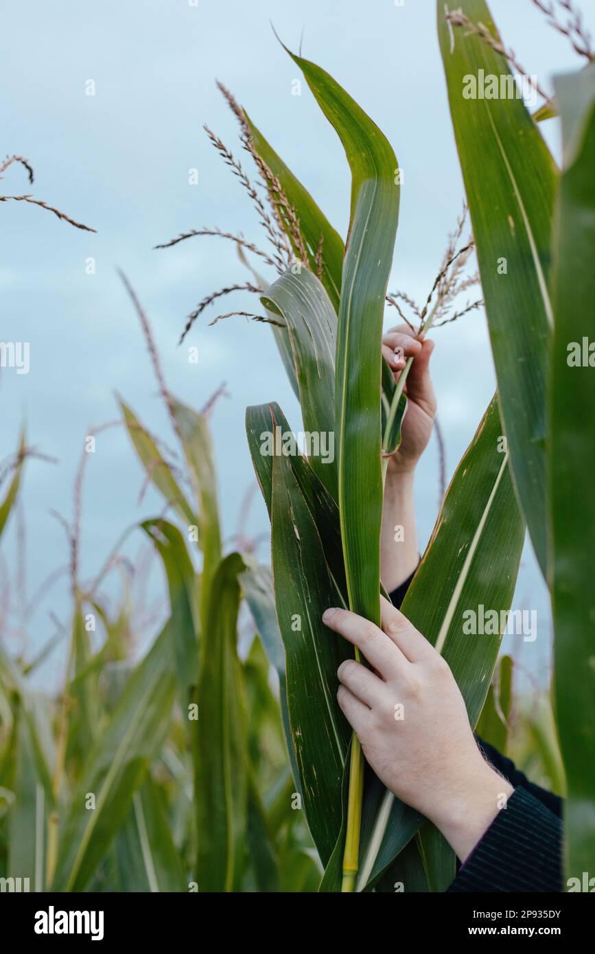Le mani dell'uomo afferrano una pianta di mais nel campo Foto Stock