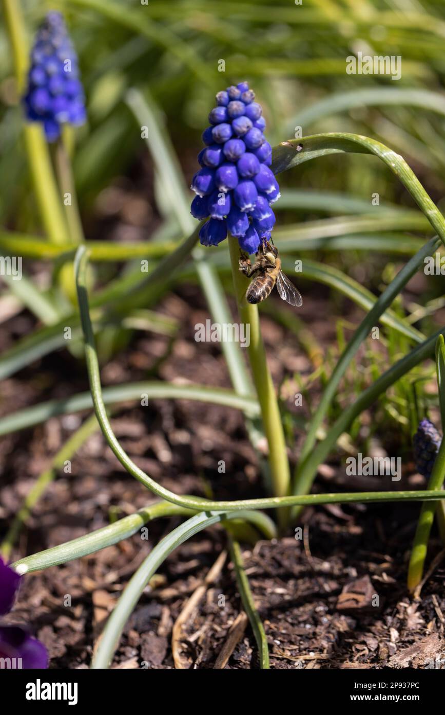 Ape raccolta nettare su un giacinto d'uva in Germania Foto Stock