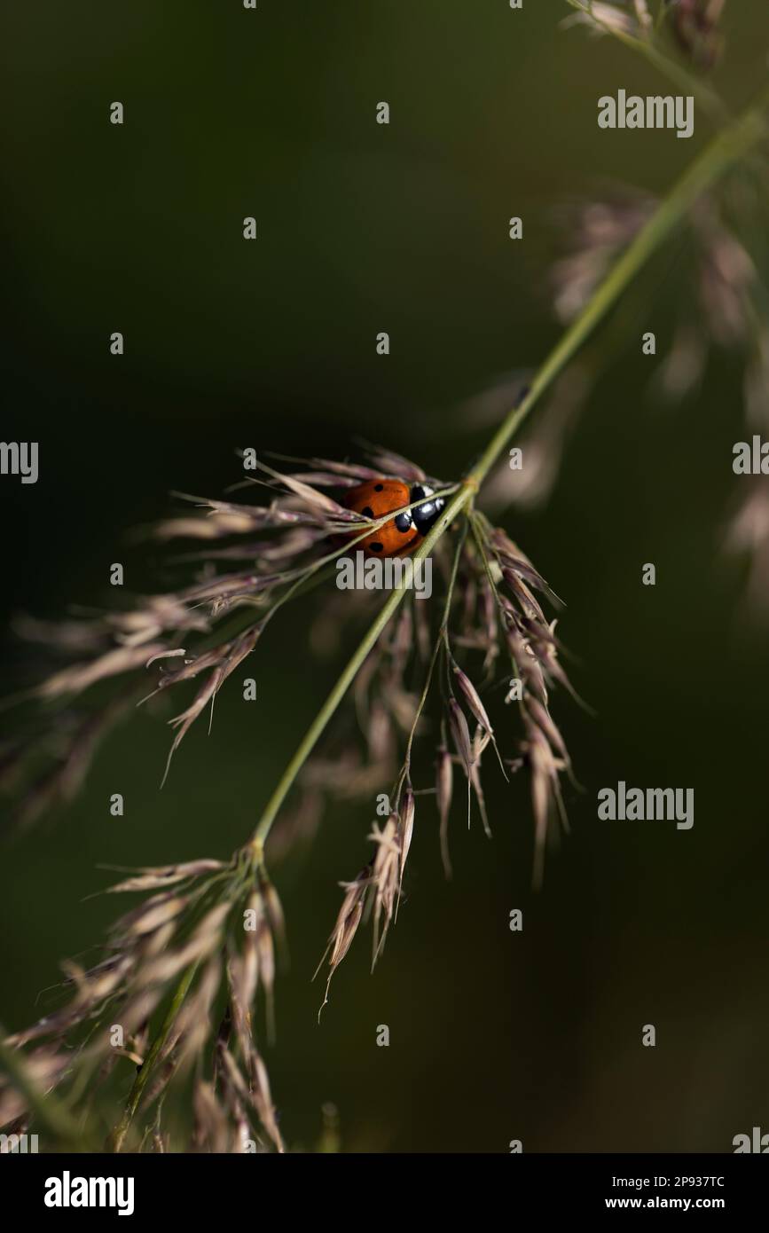 Ladybug su un gambo sottile Foto Stock