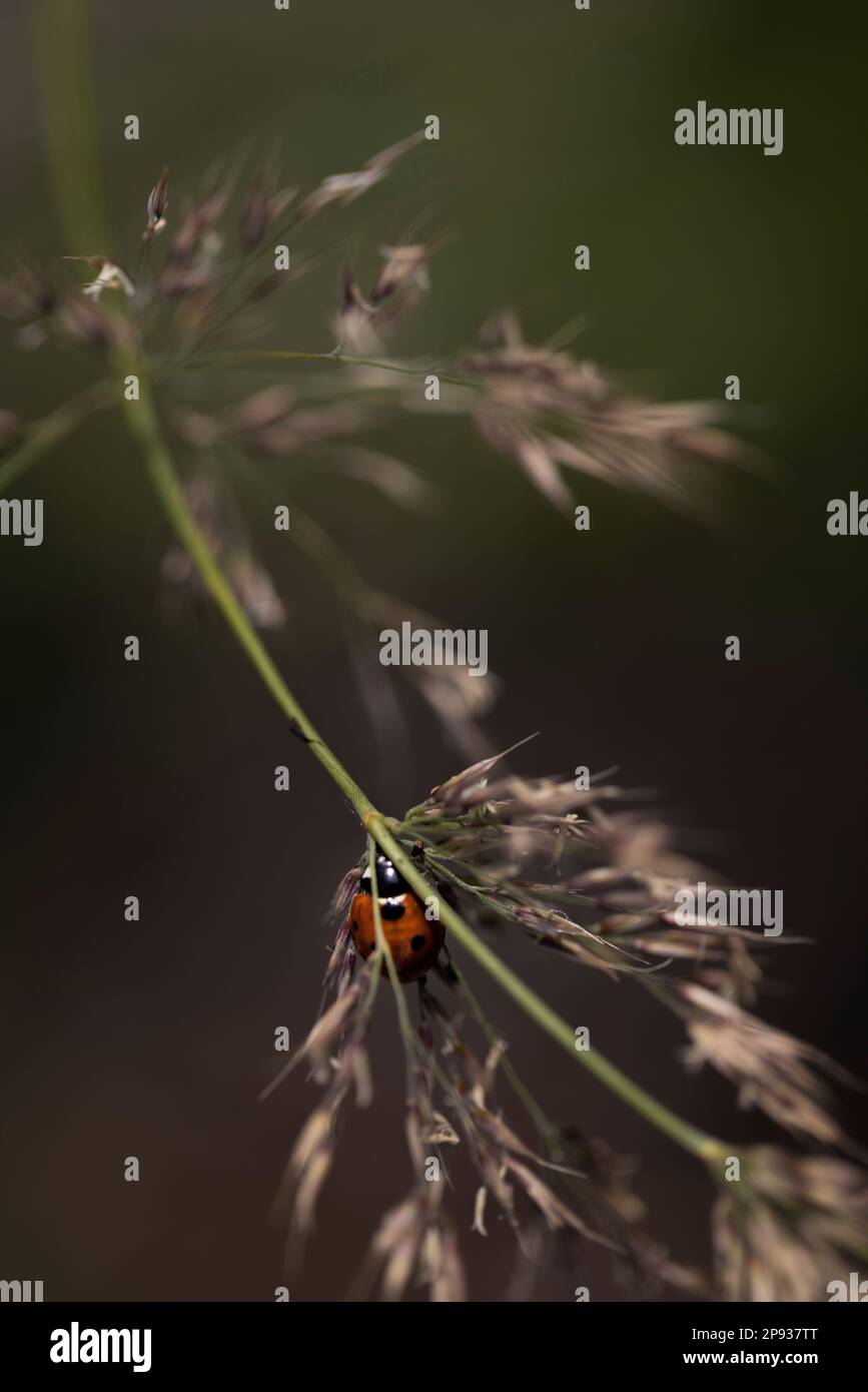Ladybug su un gambo sottile Foto Stock