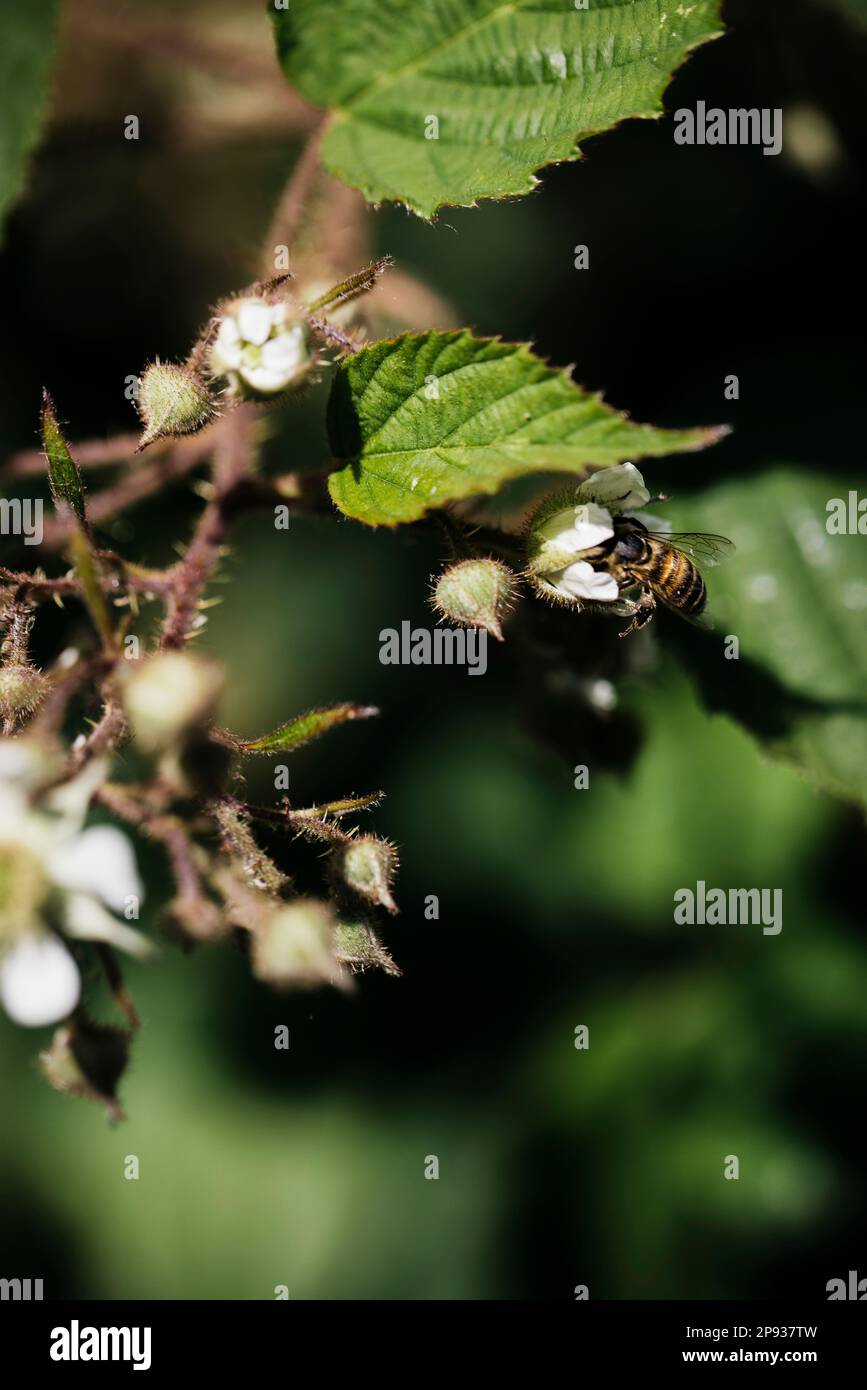 Ape miele raccolta nettare su un fiore di mora in estate in Germania Foto Stock