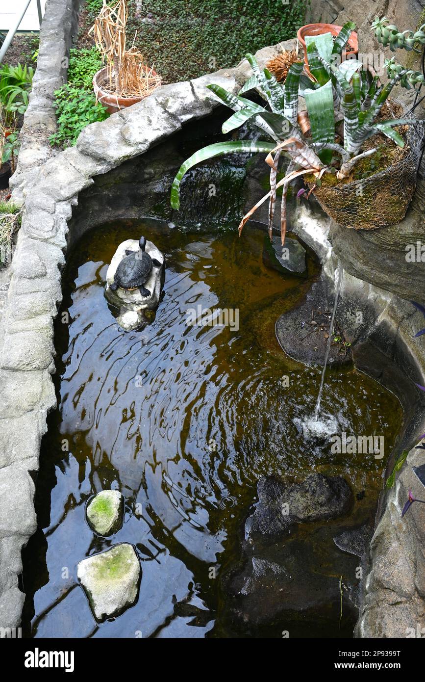 La splendida foresta pluviale interna di Londra al Barbican Conservatory è un luogo che è bello e fornisce una fuga per molti che vivono in città che ospita oltre 2000 specie di piante da palme a piante di banana possono essere trovate all'interno delle pareti di vetro , coloratissima carpa koi nuotare negli stagni di pesce. I terrapini che sono stati riallocati da Hampstead Heath godono di un nuovo ambiente . L'ingresso è gratuito e aperto a orari selezionati, ma i visitatori devono prenotare online e scegliere un orario di ingresso. Le prenotazioni vengono rilasciate con una settimana di anticipo. Foto Stock