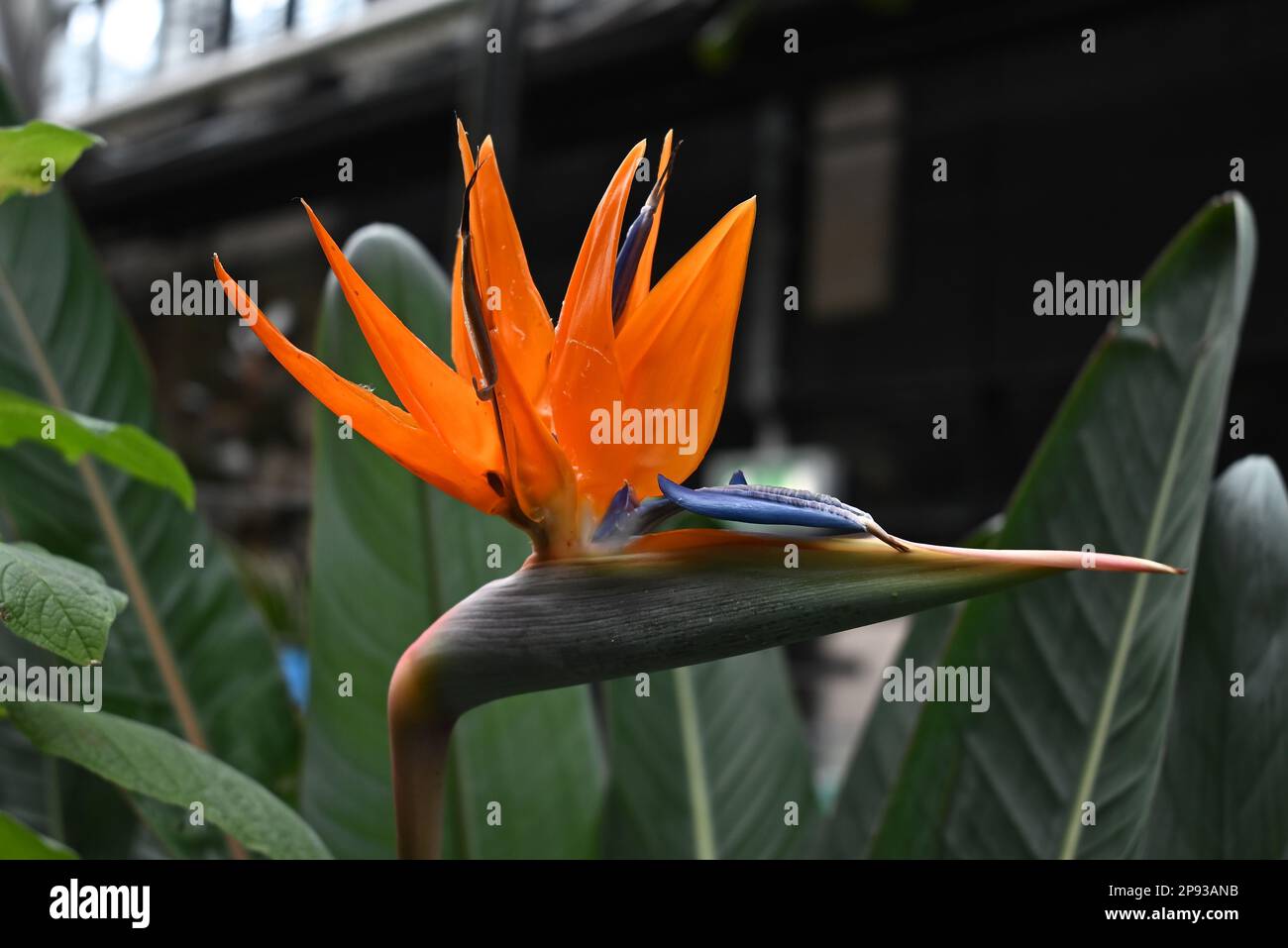 La splendida foresta pluviale interna di Londra al Barbican Conservatory è un luogo che è bello e fornisce una fuga per molti che vivono in città che ospita oltre 2000 specie di piante da palme a piante di banana possono essere trovate all'interno delle pareti di vetro , coloratissima carpa koi nuotare negli stagni di pesce. I terrapini che sono stati riallocati da Hampstead Heath godono di un nuovo ambiente . L'ingresso è gratuito e aperto a orari selezionati, ma i visitatori devono prenotare online e scegliere un orario di ingresso. Le prenotazioni vengono rilasciate con una settimana di anticipo. Foto Stock