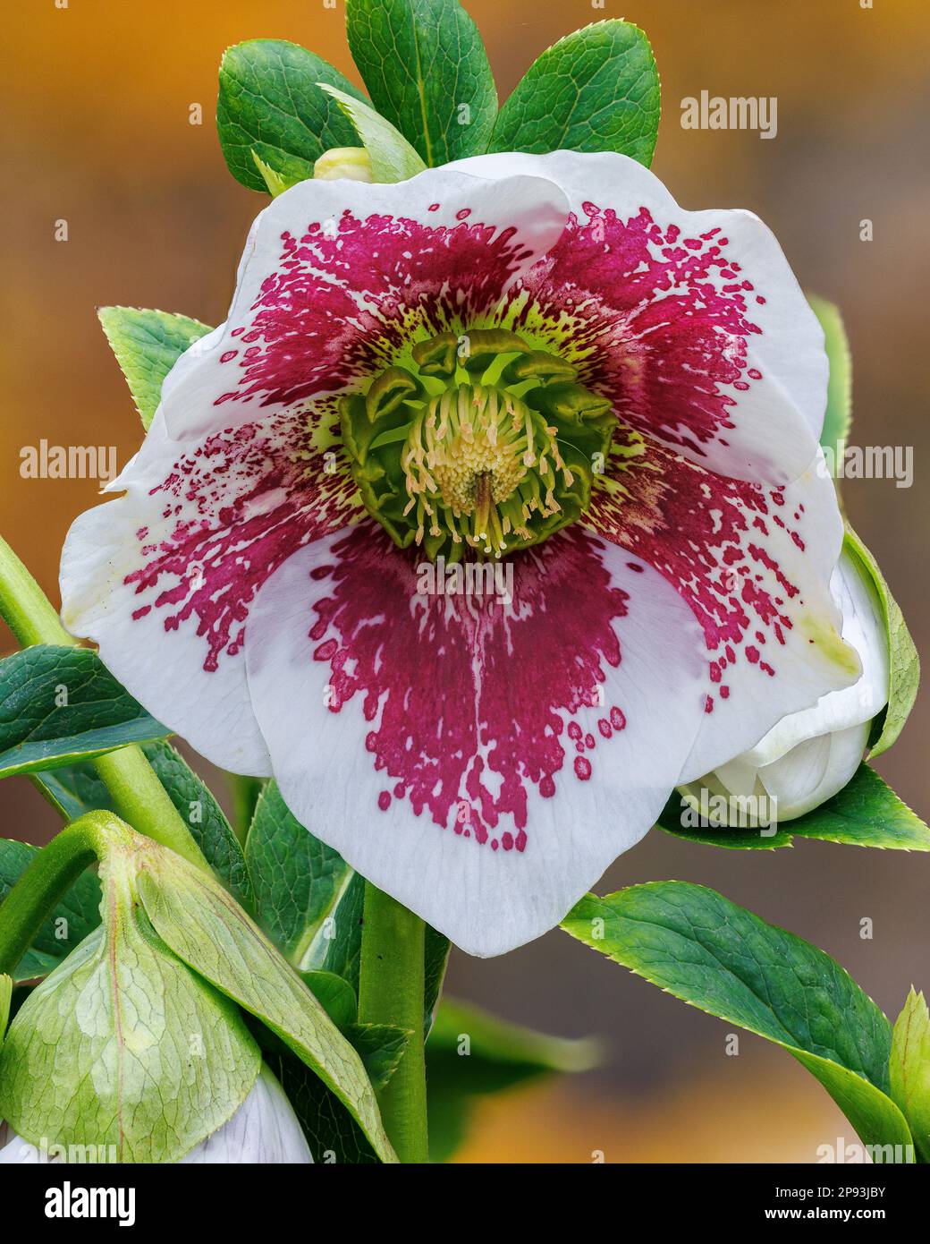 Helleborus x Hybridus di Aberglasney Foto Stock