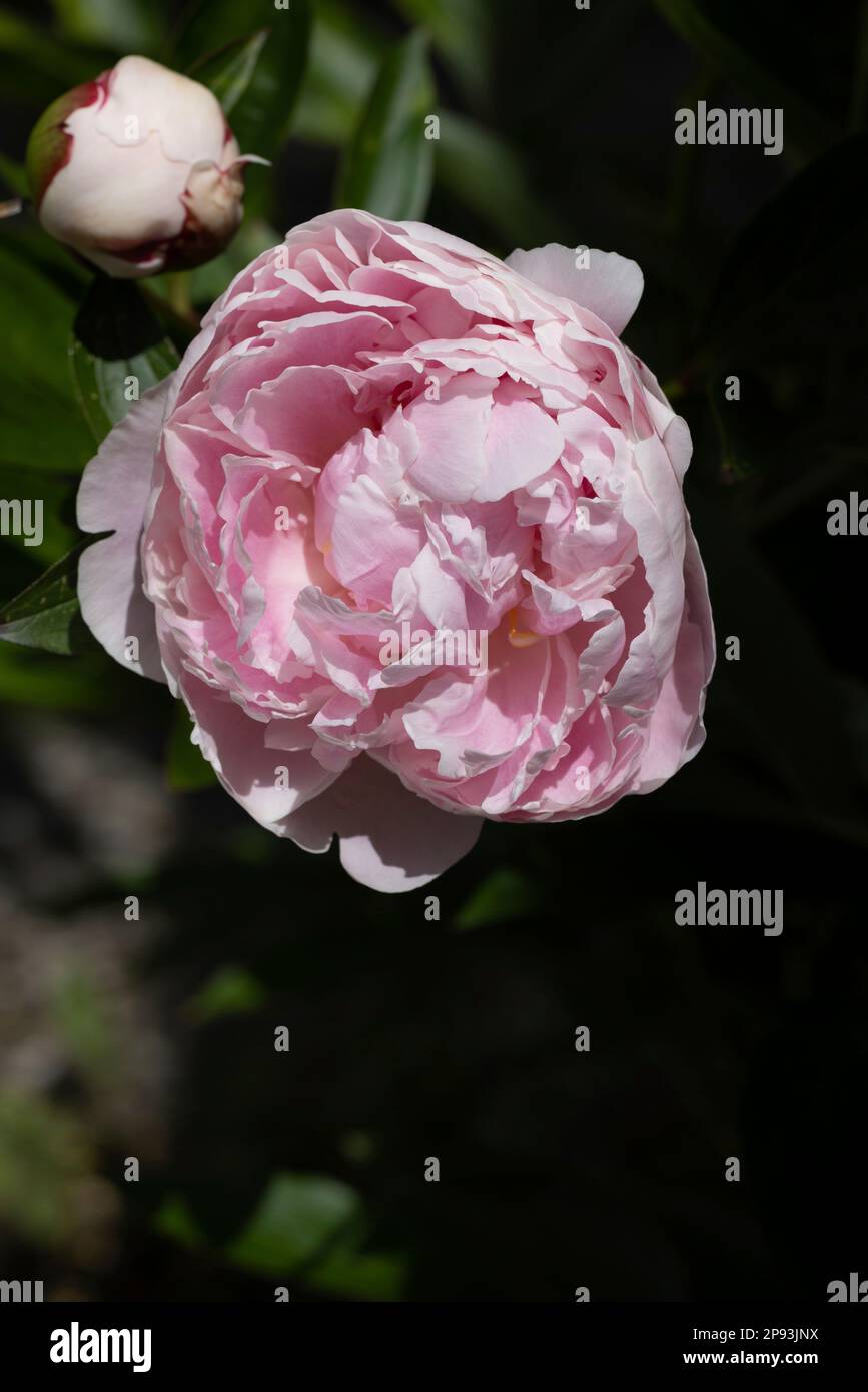 Fiori rosa di una peonia al sole Foto Stock