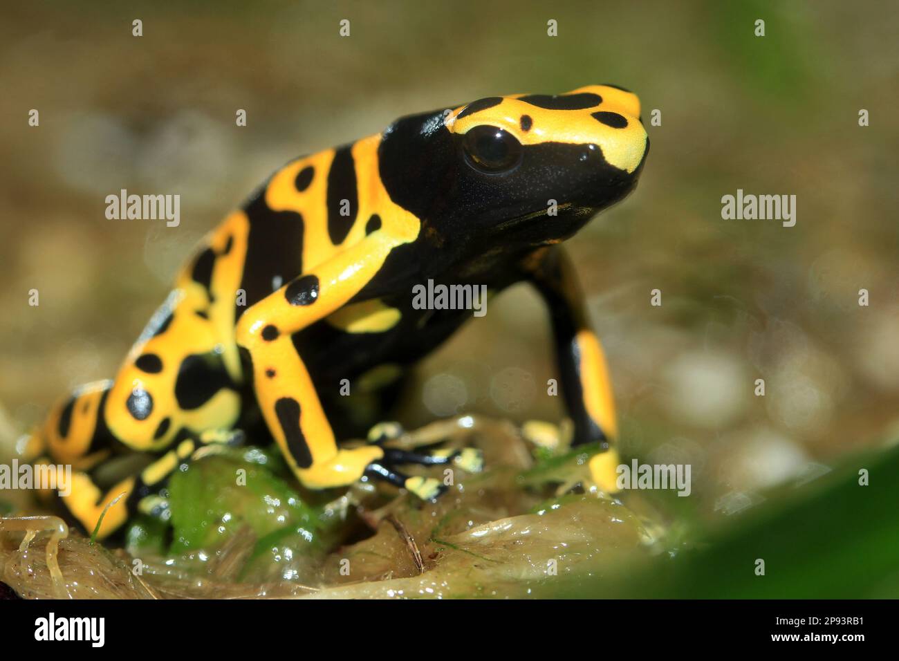 Piccola rana di veleno da amazonia Foto Stock