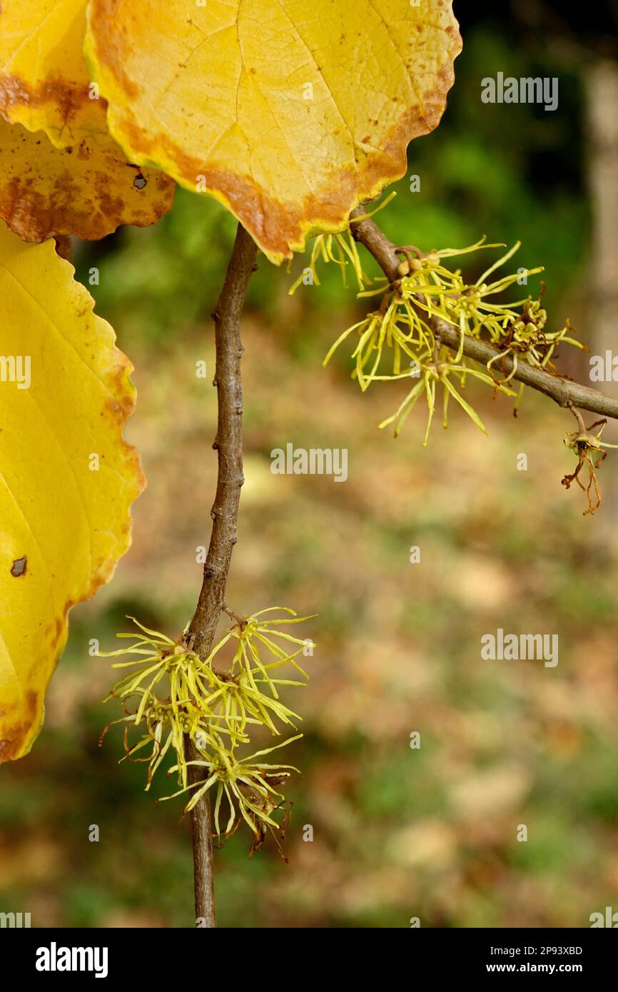 Fiore del nocciolo americano delle streghe, nocciolo di strega fiorito in autunno Foto Stock