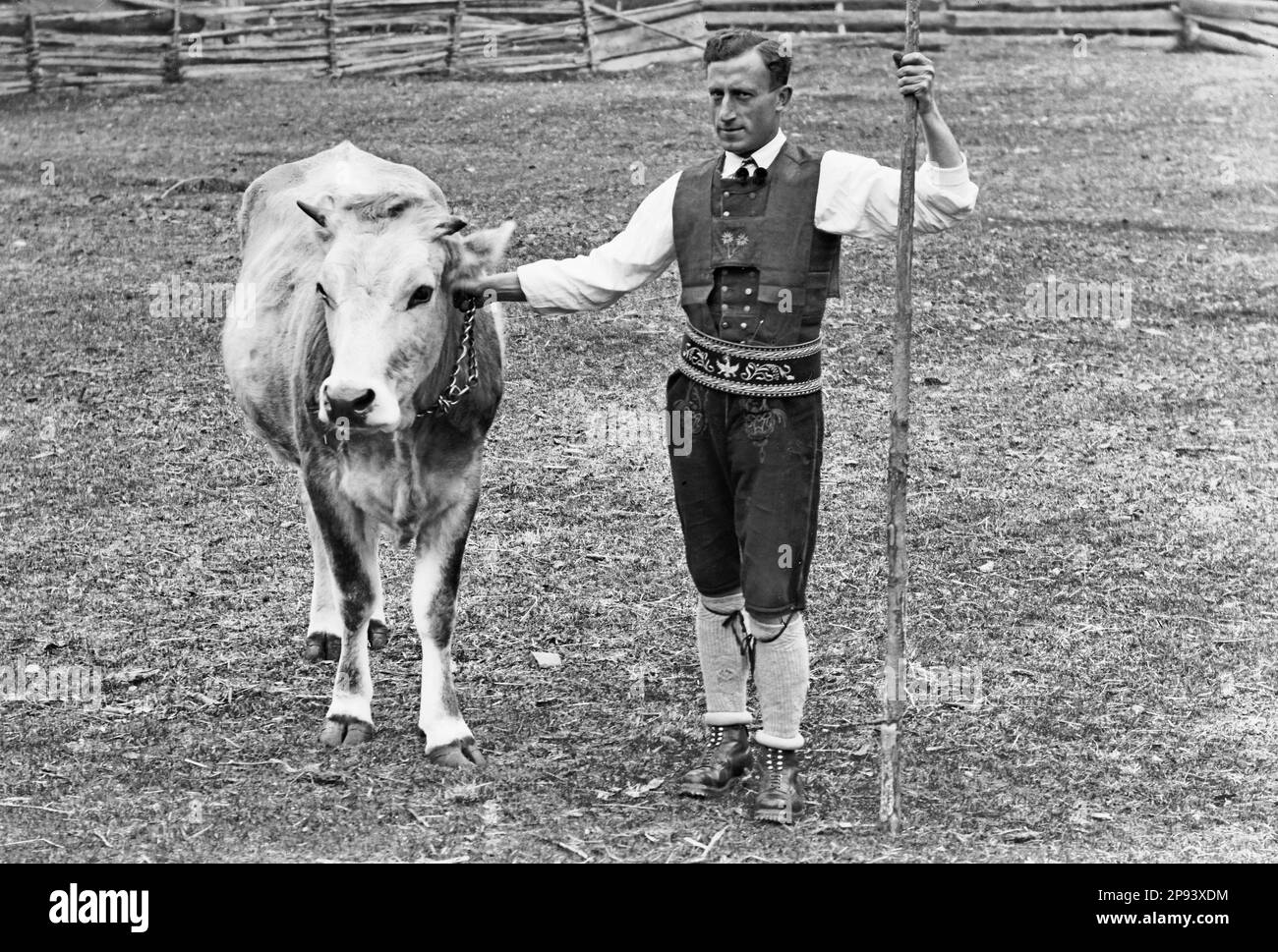 Gli altoatesini della Valle dell'Ulten intorno al 1930-1950, uomo con mucca Foto Stock