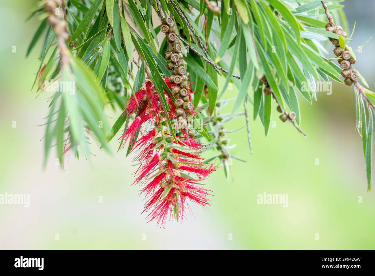 Detergente per cilindri, Callistemon rigidus, Maui, Hawaii, USA, Polinesia, Oceania Foto Stock