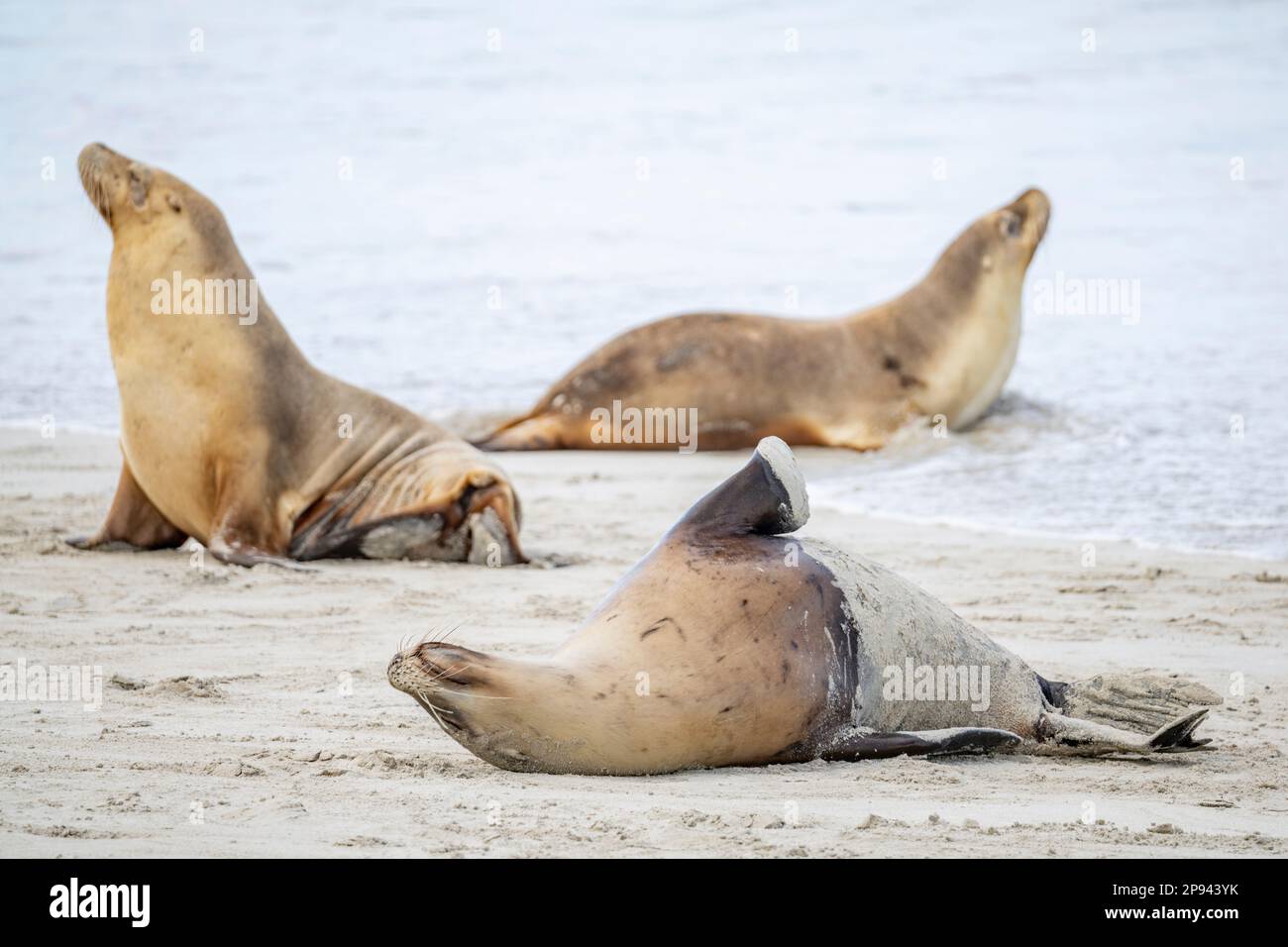 Leoni marini australiani che si rilassano sulla spiaggia, Neophoca cinerea, Seal Bay Conservation Park, Kangaroo Island, South Australia, Australia Foto Stock