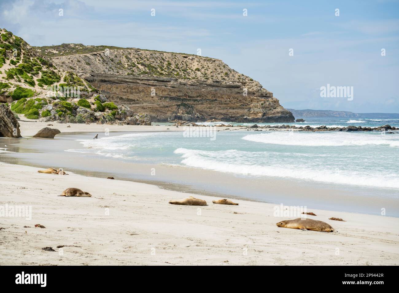 Leoni marini australiani che si rilassano sulla spiaggia, Neophoca cinerea, Seal Bay Conservation Park, Kangaroo Island, South Australia, Australia Foto Stock