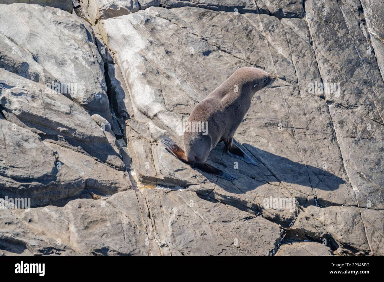 Orso marino australiano all'Admirals Arch, al Flinders Chase National Park, Kangaroo Island, South Australia, Australia Foto Stock