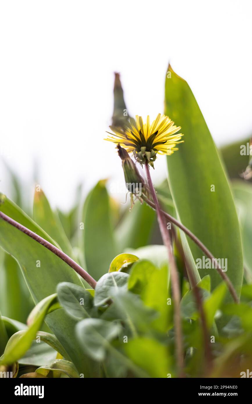 Vista dal basso di una pianta di dente di leone in fiore contro cielo nudo Foto Stock