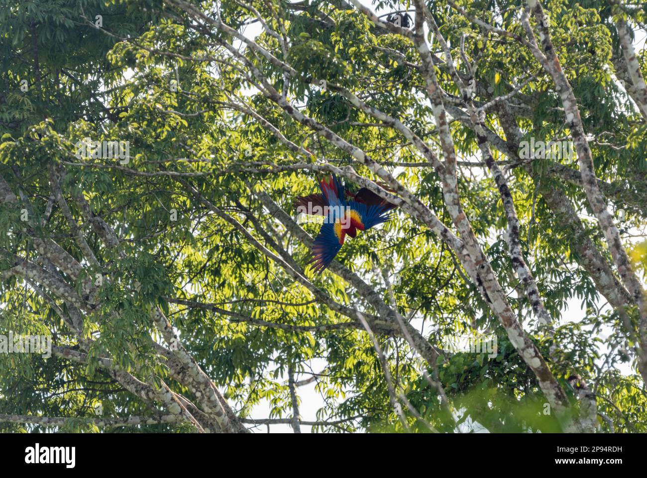 Scarlet Macaw (Ara macao) Foto Stock
