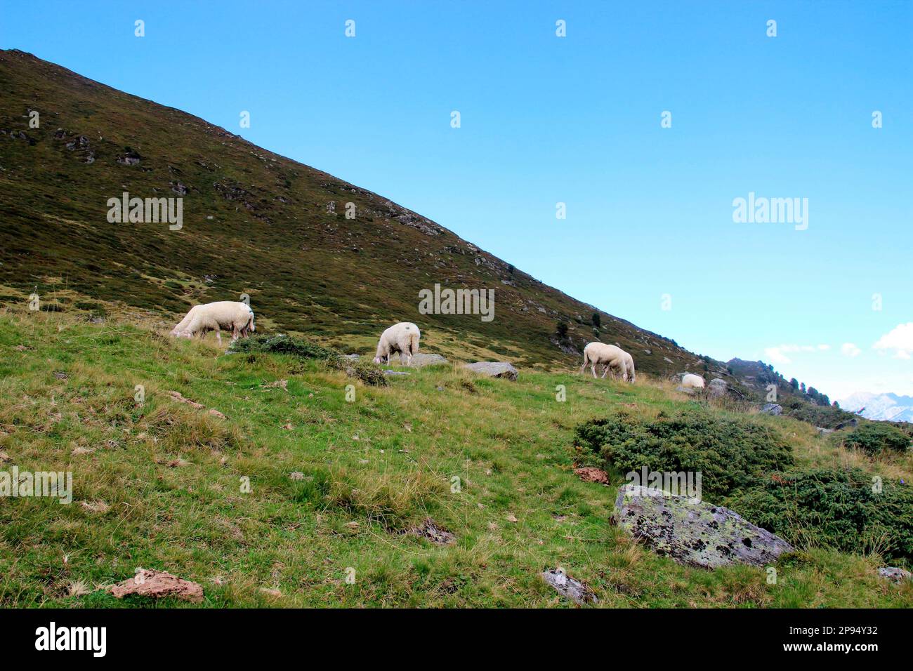 Pecore di montagna nelle immediate vicinanze del rifugio Potsdamer (2009m m) nel Sellrain Fotschertal, Innsbruck, Tirolo, Austria Foto Stock