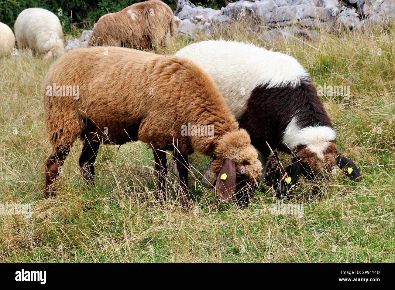 Gregge di pecore a Rehberg, nei monti Karwendel, Germania, Baviera, Werdenfels, Mittenwald Foto Stock