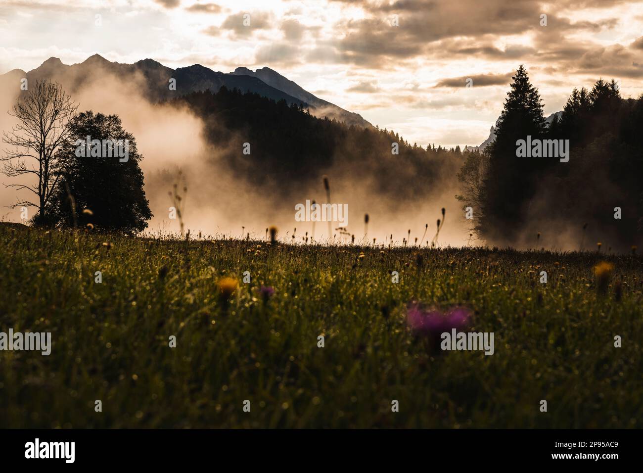 Alba a Geroldsee, Wagenbrüchsee, nebbia, alberi, prato fiorito, Gerold, comunità Krün, Baviera, Germania, Europa Foto Stock